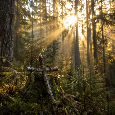 Sunlit Evergreen Forest Cross at Dawn