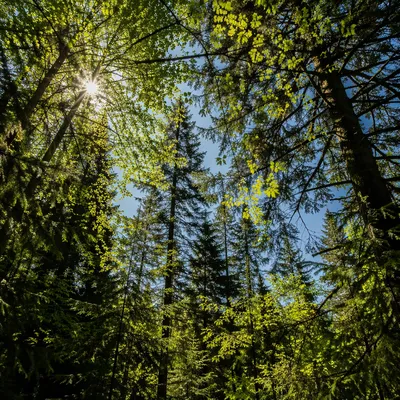 Morning Sunlight Through Evergreen Forest Canopy