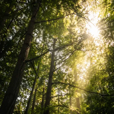 Sunbeams Through Evergreen Forest Canopy