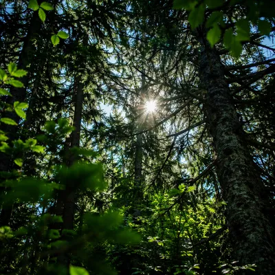 Morning Sunburst Through Evergreen Forest Canopy