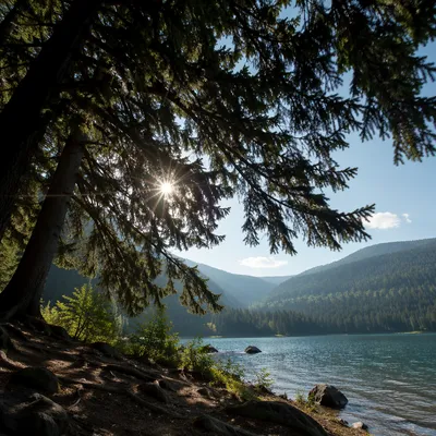 Sunlight Through Evergreen Forest Canopy