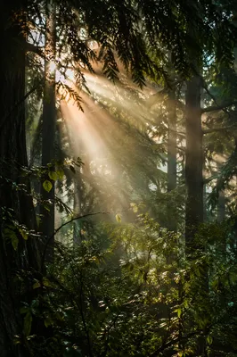 Morning Sunbeams Through Evergreen Forest Canopy