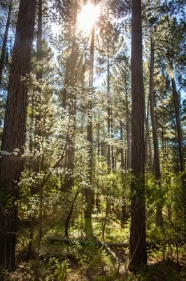 Sunlit Evergreen Forest With Spring Blossoms
