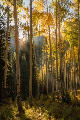Morning Sunbeams in Evergreen Aspen Forest
