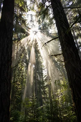 Morning Sunbeams Through Evergreen Forest Canopy