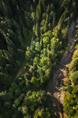 Sunlit Evergreen Canopy With Winding Forest Stream