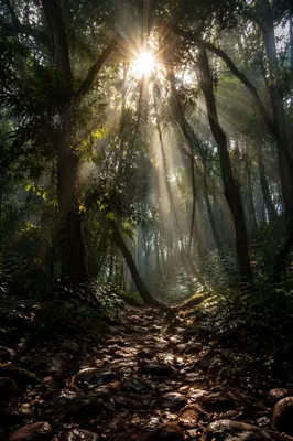 Morning Sunbeams Through Evergreen Forest Canopy