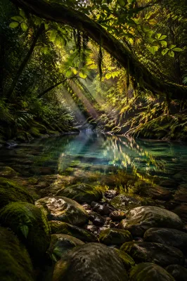 Sunlit Evergreen Creek in Peaceful Forest