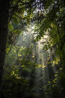 Morning Sunbeams Through Evergreen Forest Canopy