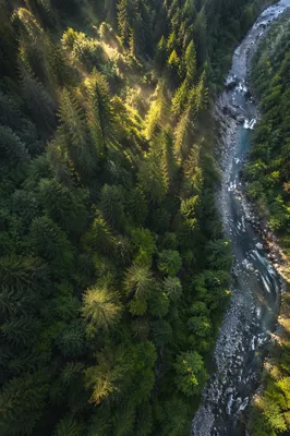Sunlit Evergreen Canopy with Winding River
