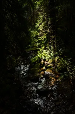 Sunlit Stream in Evergreen Forest
