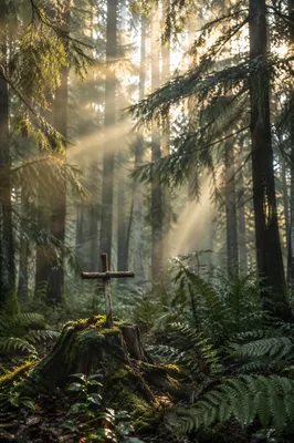 Golden Sunlight Over Forest Cross