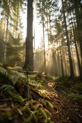 Golden Sunlight Through Evergreen Forest Cross