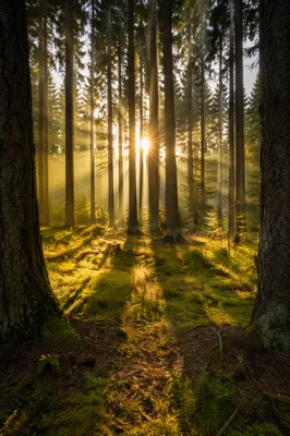 Golden Sunbeams Through Evergreen Forest Canopy