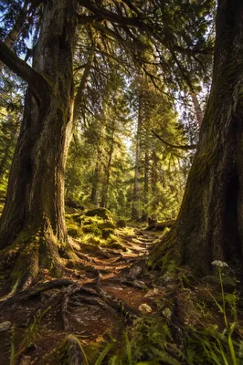 Sunlight Through Ancient Evergreen Forest Canopy
