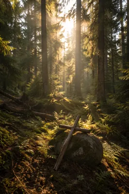Morning Sunlight Over Forest Cross