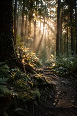 Morning Sunlight Through Evergreen Forest Cross