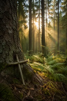 Sunlit Evergreen Forest Cross at Dawn