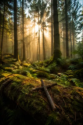 Morning Sunlight Over Mossy Forest Cross