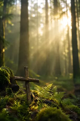 Sunlit Evergreen Forest Cross on Moss
