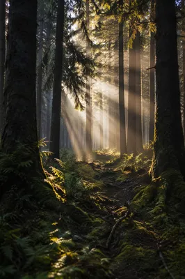 Golden Sunlight Through Evergreen Forest Canopy