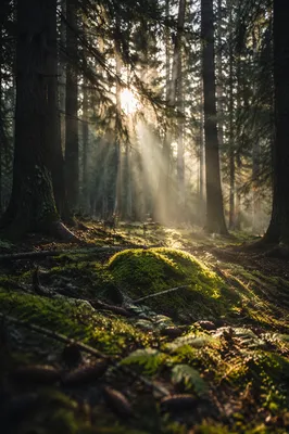 Golden Sunbeams in Evergreen Forest