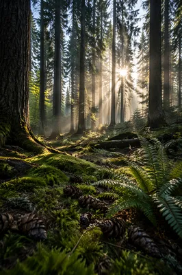 Morning Sunlight Through Evergreen Forest Canopy