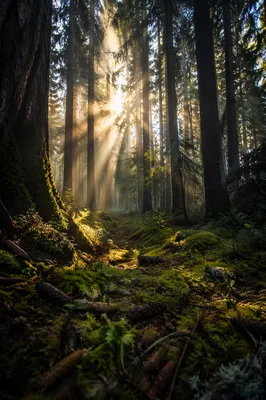Sunlight Through Evergreen Forest Canopy