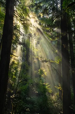 Morning Sunlight Through Evergreen Forest Canopy