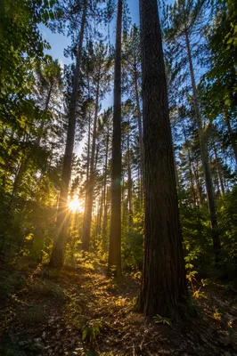 Golden Sunlight Through Evergreen Forest Canopy