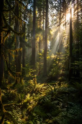Sunlight Through Evergreen Forest Canopy