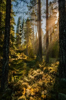 Golden Sunlight Through Evergreen Forest Canopy