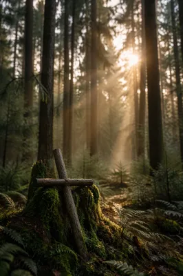 Sunlit Evergreen Forest Cross at Dawn