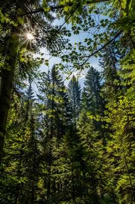 Morning Sunlight Through Evergreen Forest Canopy