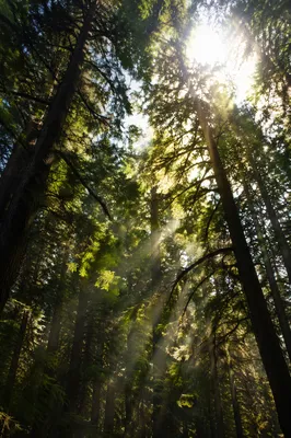 Sunbeams Through Evergreen Forest Canopy
