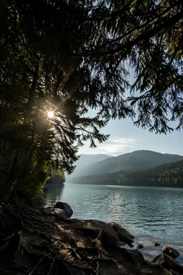 Sunlight Through Evergreen Canopy Over Quiet Lake