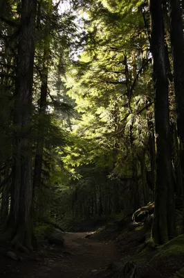 Sunlight Through Evergreen Forest Canopy Path