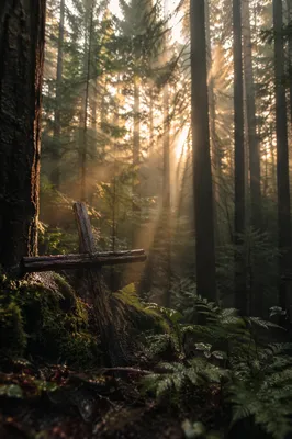 Sunlit Evergreen Forest Cross at Dawn