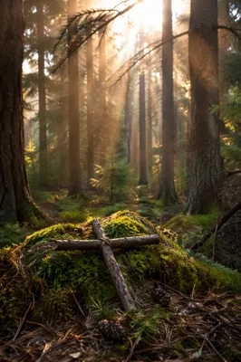 Morning Sunlight Over Forest Twig Cross