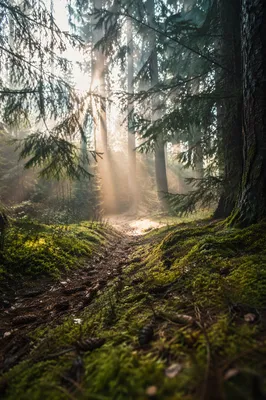 Sunlight Through Misty Evergreen Forest Canopy