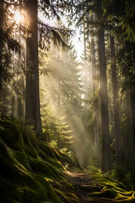 Golden Sunbeams Through Evergreen Forest Canopy