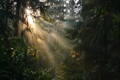Morning Sunbeams Through Evergreen Forest Canopy