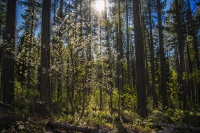 Sunlight Through Evergreen Forest Canopy