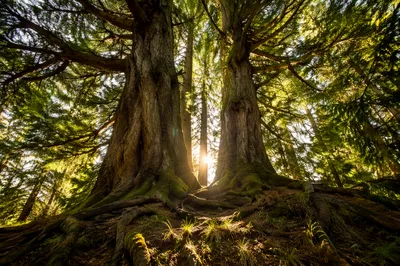 Sunlight Through Evergreen Forest Canopy