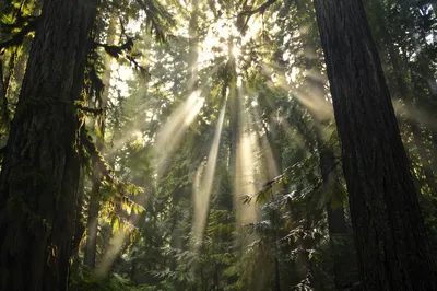 Morning Sunbeams Through Evergreen Forest Canopy