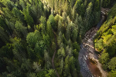 Sunlit Evergreen Forest Canopy with Rocky Stream