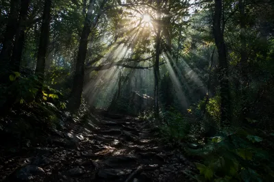 Morning Sunlight Through Evergreen Forest Canopy