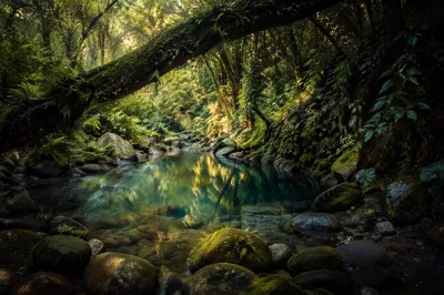 Sunlit Evergreen Forest Creek with Mossy Stones