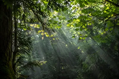 Morning Sunbeams Through Evergreen Forest Canopy