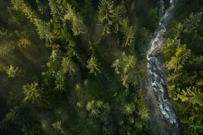 Sunlit Evergreen Rainforest Canopy From Above